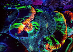 Trachyphyllia spp. (Rainbow) (Premium)