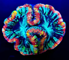 Trachyphyllia spp. (Rainbow) (Ultra)