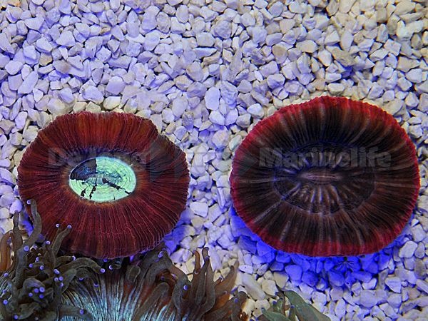Trachyphyllia spp. (Red)