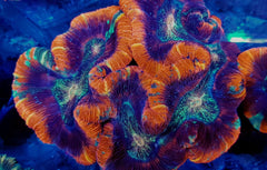 Trachyphyllia spp. (Premium)