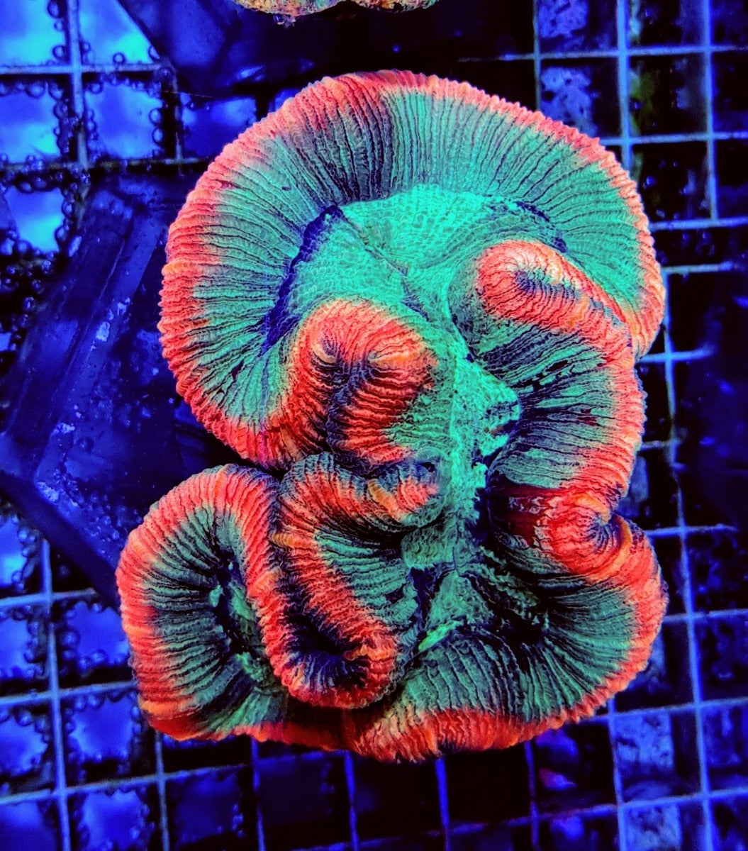 Trachyphyllia spp. (Premium)
