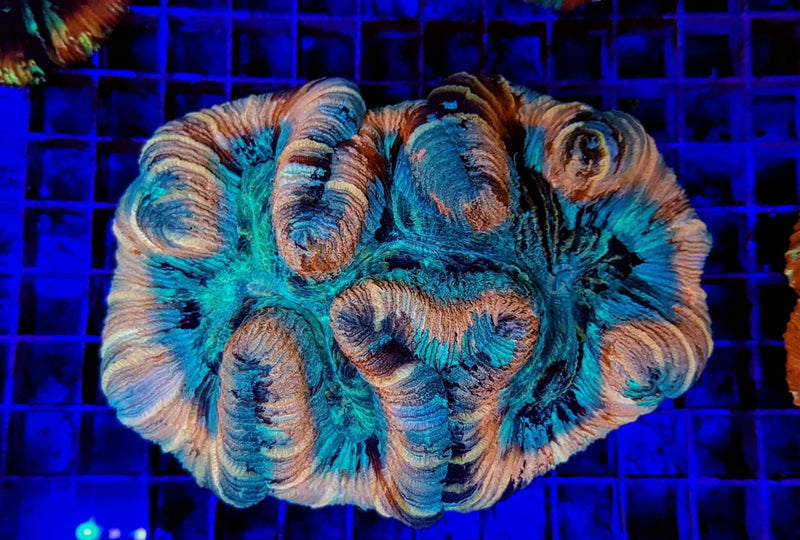 Trachyphyllia spp. (Red)