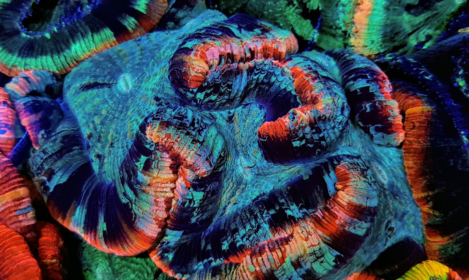 Trachyphyllia spp. (Red Rim)