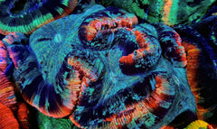 Trachyphyllia spp. (Red Rim)