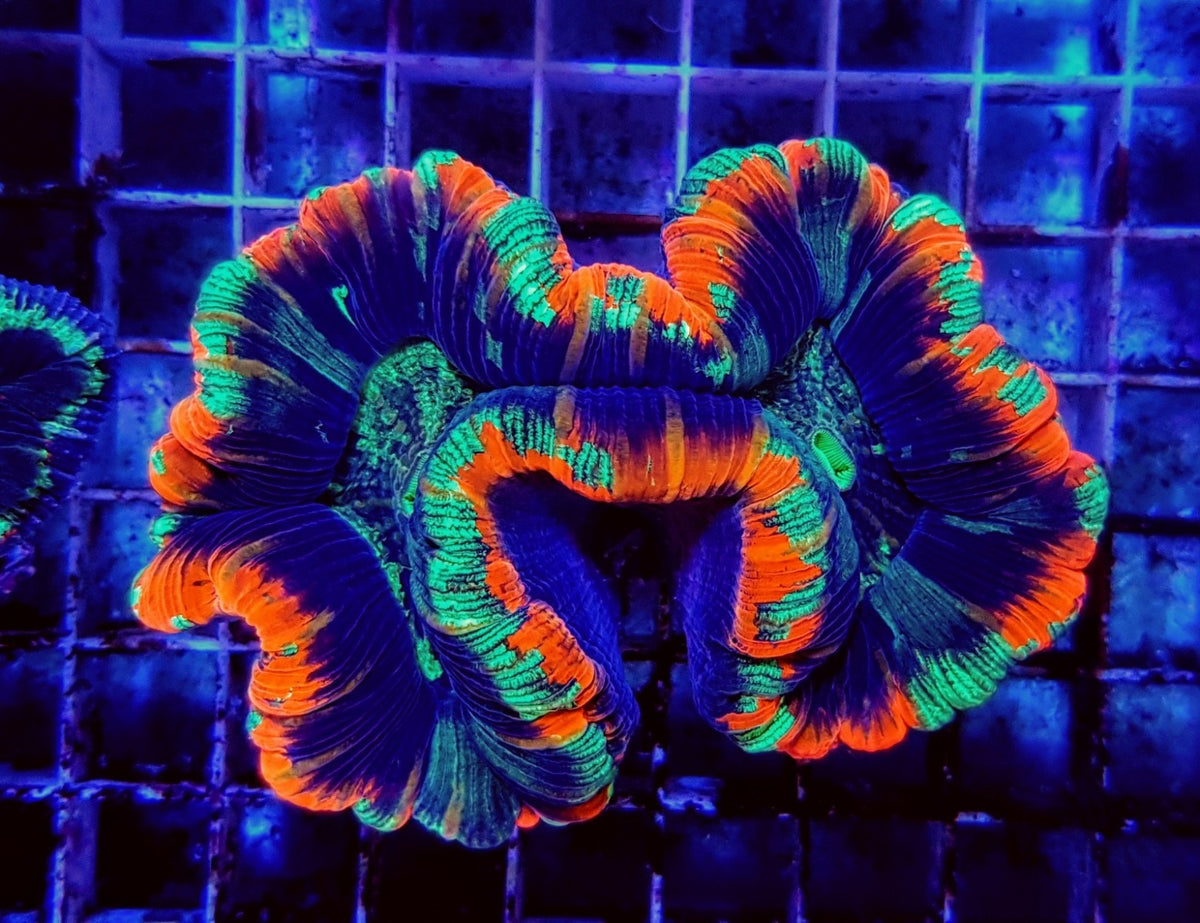 Trachyphyllia spp. (Premium)