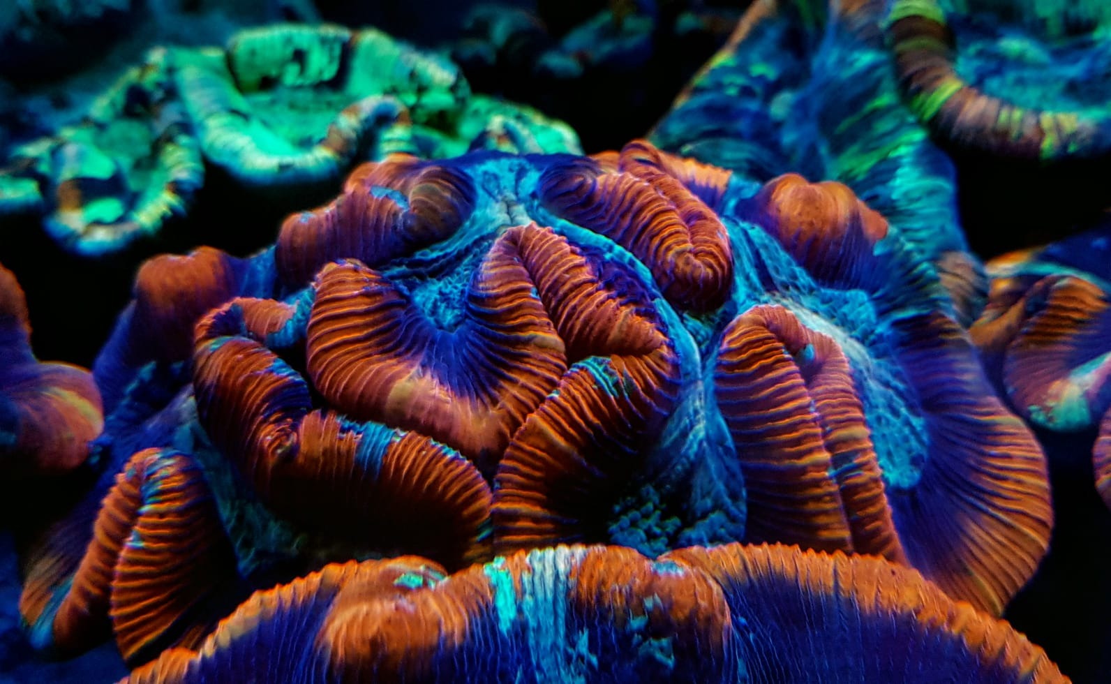 Trachyphyllia spp. (Premium)