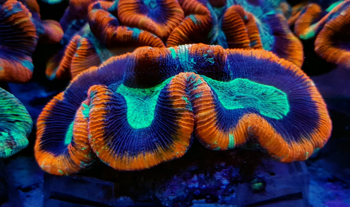 Trachyphyllia spp. (Red Rim) (Premium)