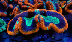Trachyphyllia spp. (Red Rim) (Premium)