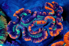 Trachyphyllia spp. (Premium)