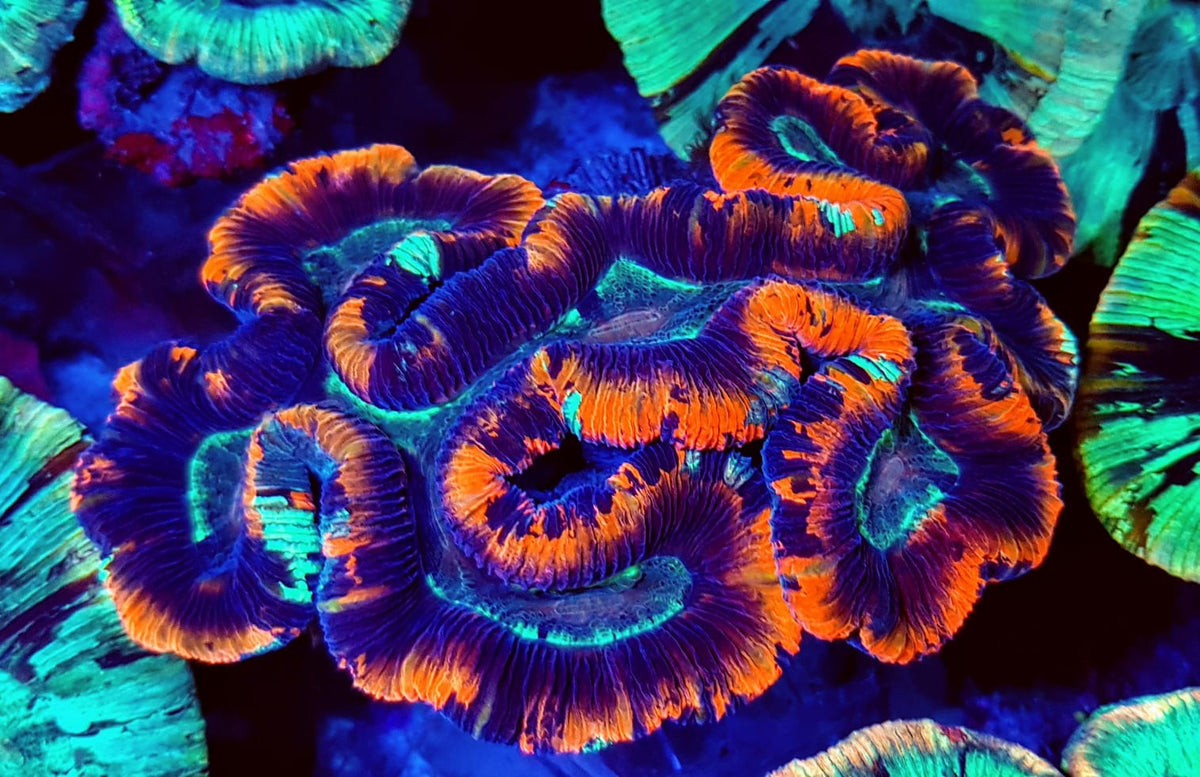Trachyphyllia spp. (Red) (Ultra)
