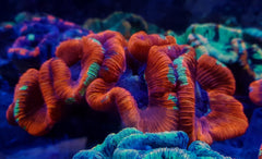 Trachyphyllia spp. (Red) (Ultra)