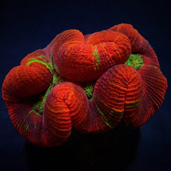 Trachyphyllia spp. (Premium)
