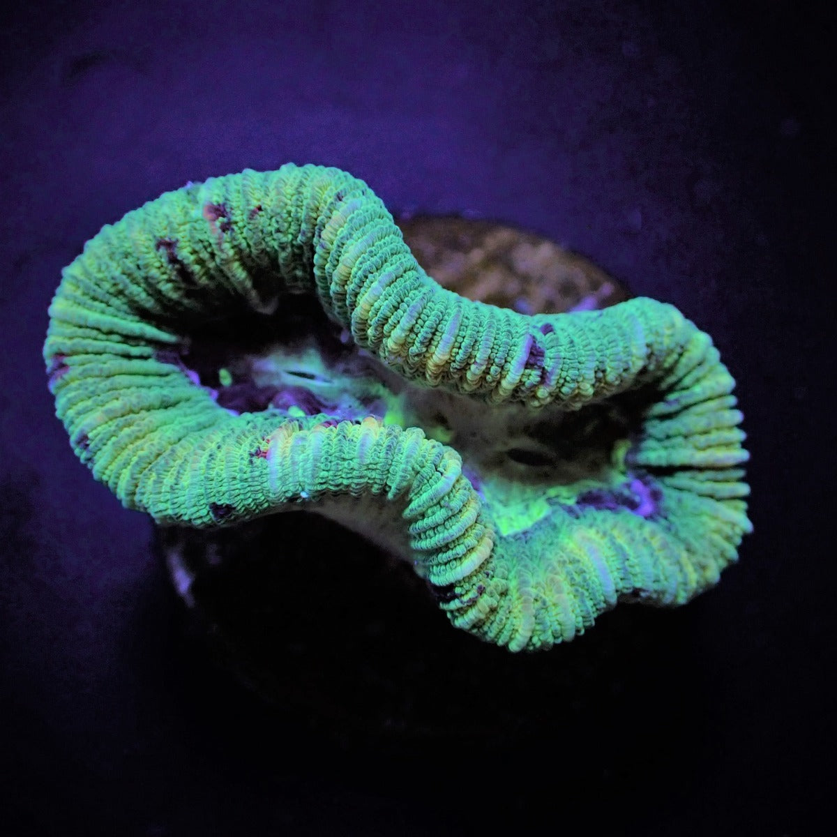 Trachyphyllia spp. (West Australia) (Greenish)
