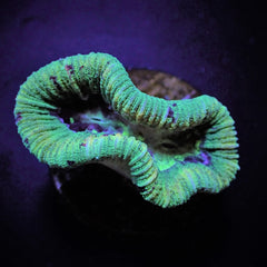 Trachyphyllia spp. (West Australia) (Greenish)