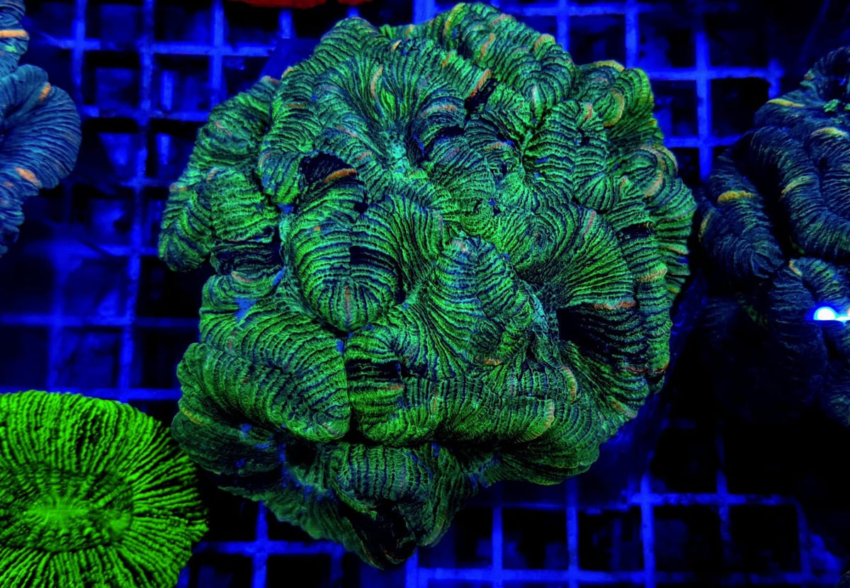 Trachyphyllia spp. (West Australia) (Greenish)