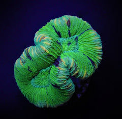 Trachyphyllia spp. (West Australia) (Greenish)
