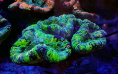 Trachyphyllia spp. (West Australia) (Premium)