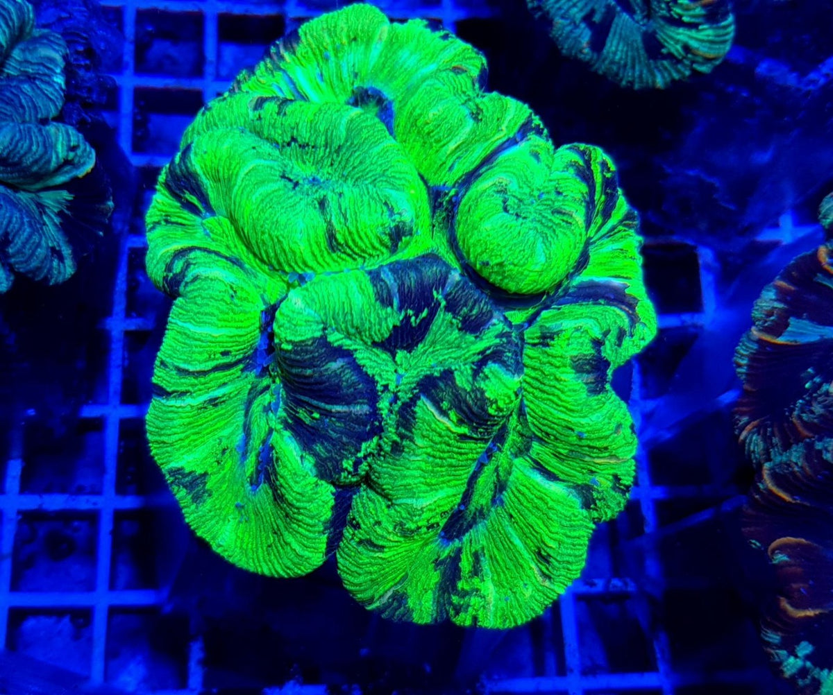 Trachyphyllia spp. (West Australia) (Premium)