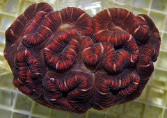 Trachyphyllia spp. (West Australia) (Reddish)