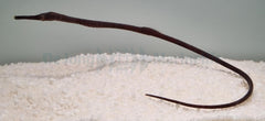 Trachyrhamphus longirostris
