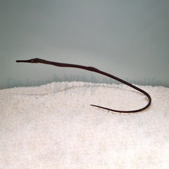 Trachyrhamphus longirostris