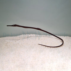 Trachyrhamphus longirostris