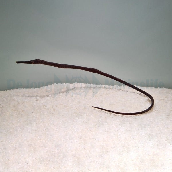 Trachyrhamphus longirostris