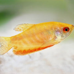 Trich.trichopterus Orange gourami M