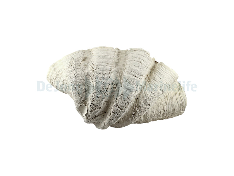 Tridacna-Clam XL 75 x 40 x 22 cm