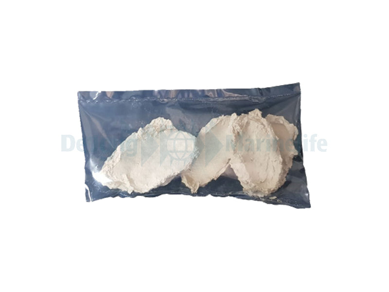 Tridacna Holder (Bag 5 pcs.)