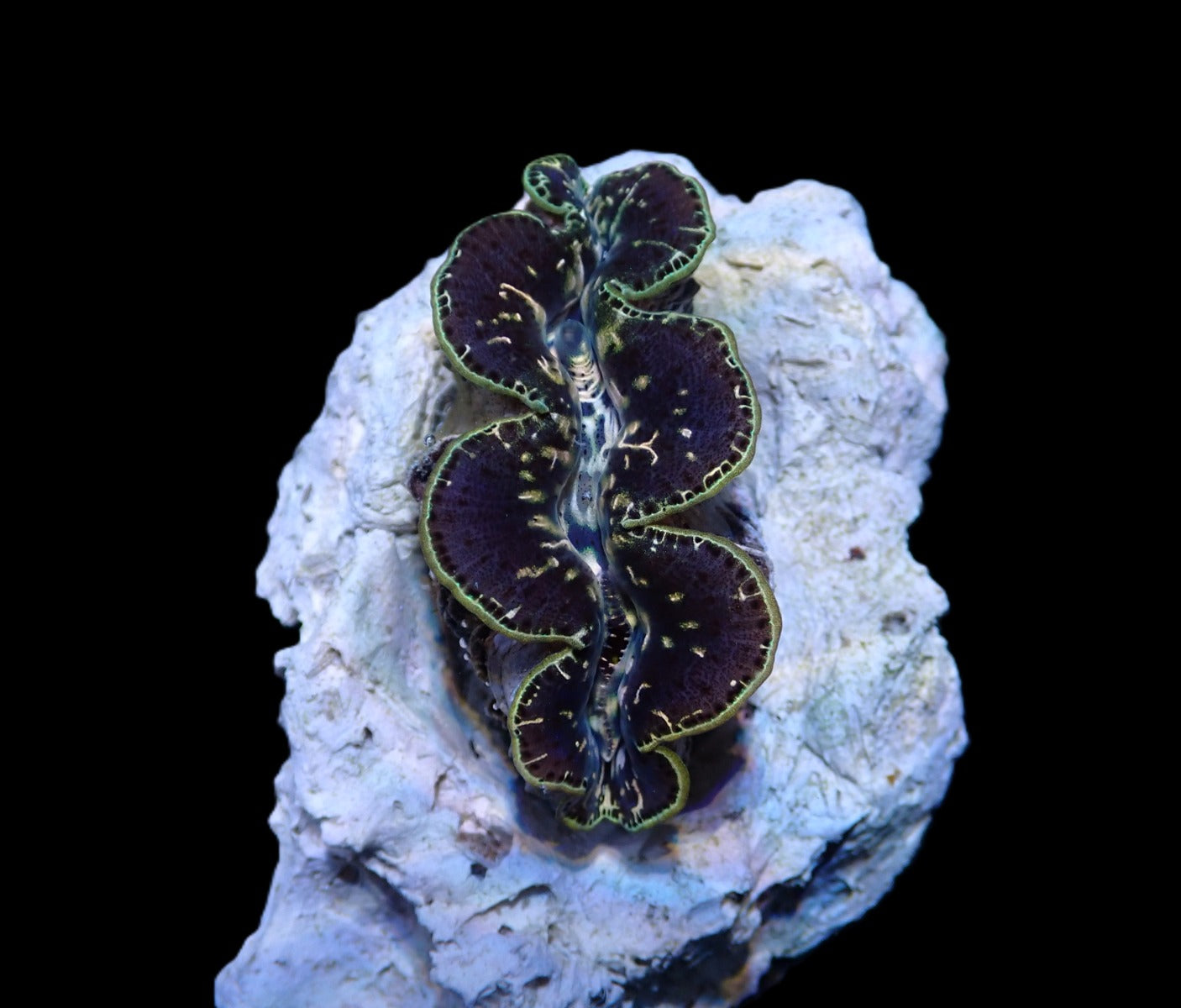 Tridacna maxima (Black Tiger) (14cm)