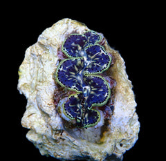 Tridacna maxima (Black Tiger) (2cm)