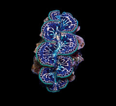Tridacna maxima (Black Tiger) (2cm)