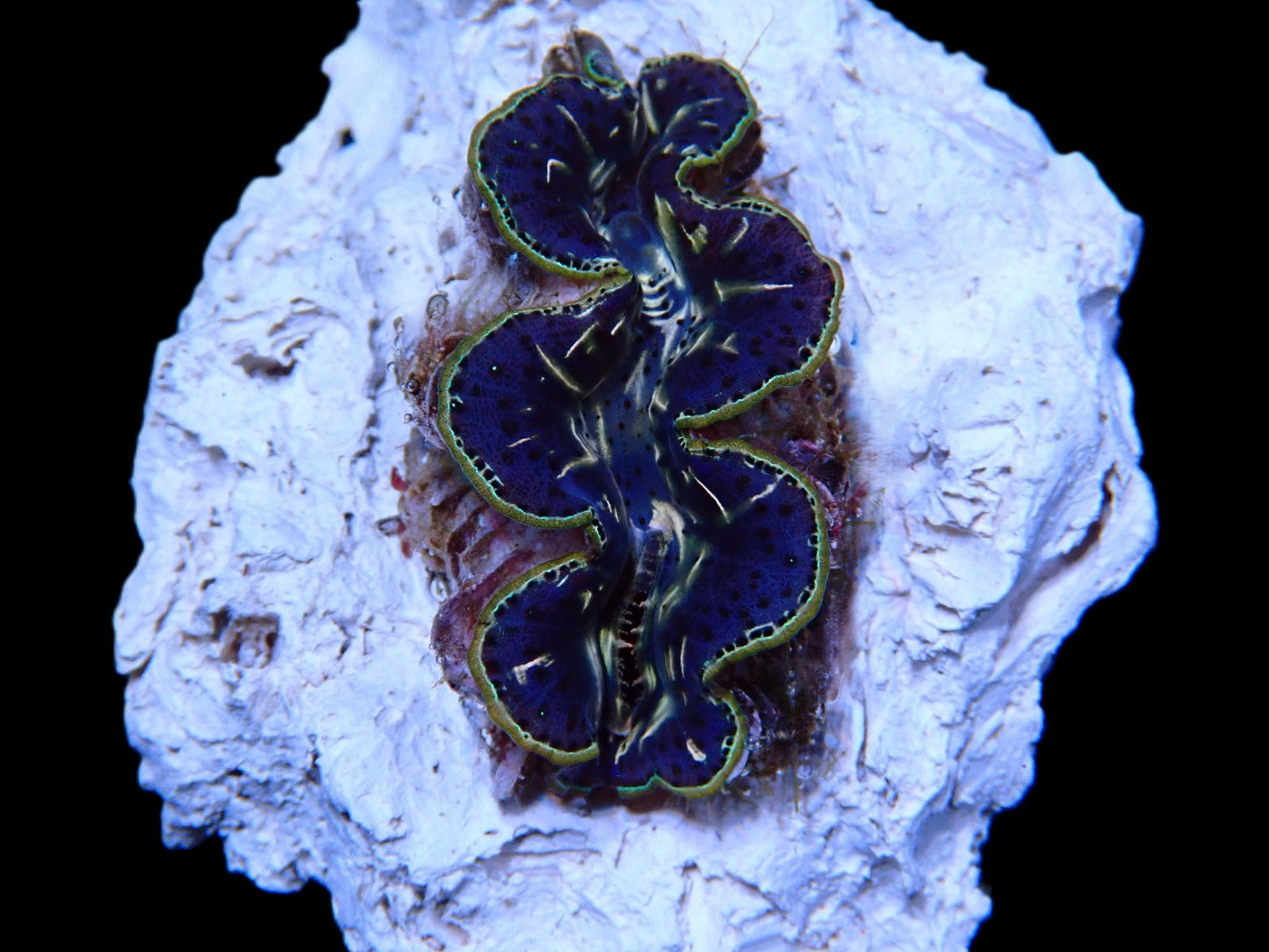 Tridacna maxima (Black Tiger) (3cm)