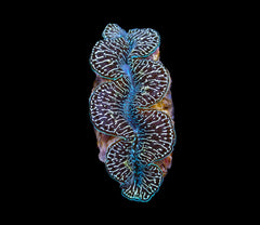 Tridacna maxima (Black Tiger) (14cm)