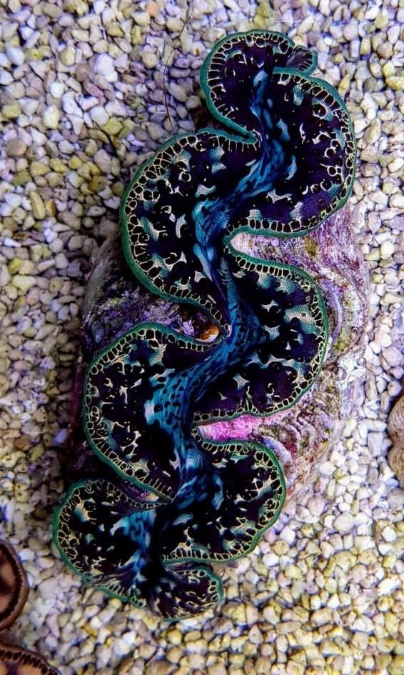Tridacna maxima (Black Tiger) (10cm)