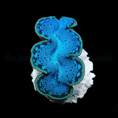 Tridacna maxima (Blue) (15cm)