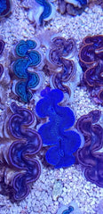 Tridacna maxima (Blue) (12cm)