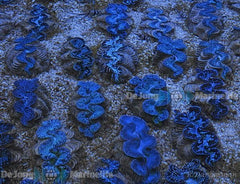 Tridacna maxima (Blue) (15cm)