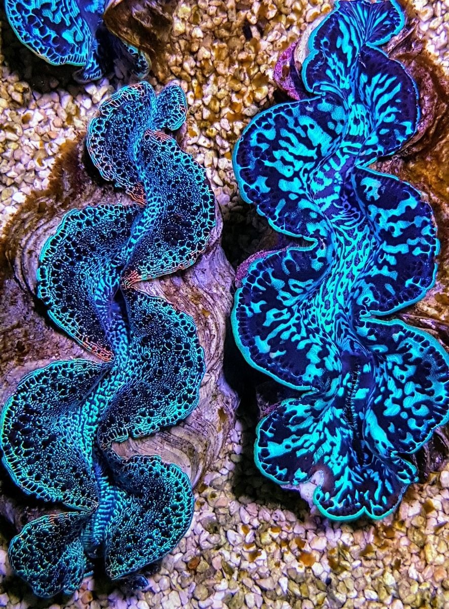 Tridacna maxima (Blue) (4cm)