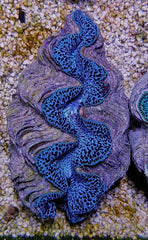Tridacna maxima (Blue) (14cm)