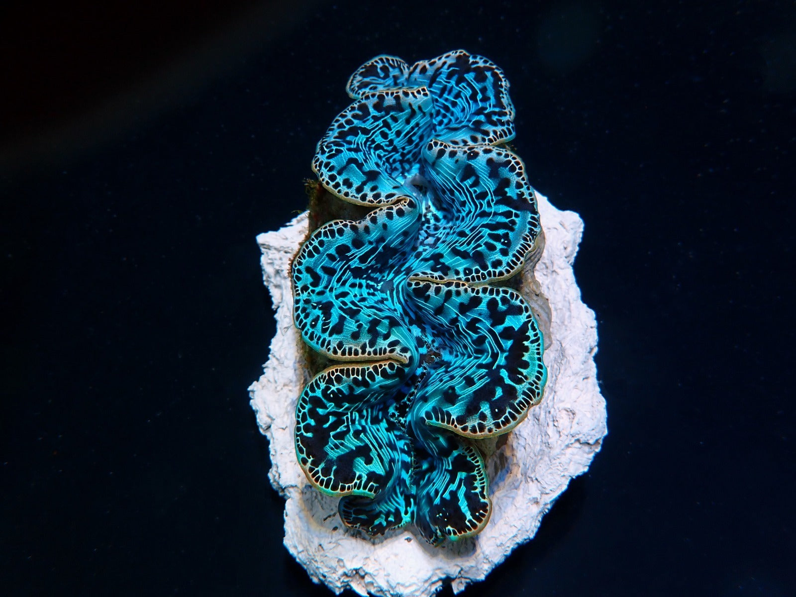 Tridacna maxima (Blue) (Ultra) (Pacific) (9cm)