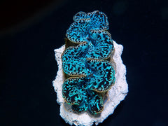 Tridacna maxima (Blue) (Ultra) (Pacific) (9cm)