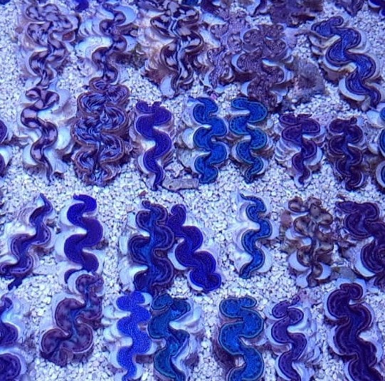 Tridacna spp. (Red Sea) 11cm