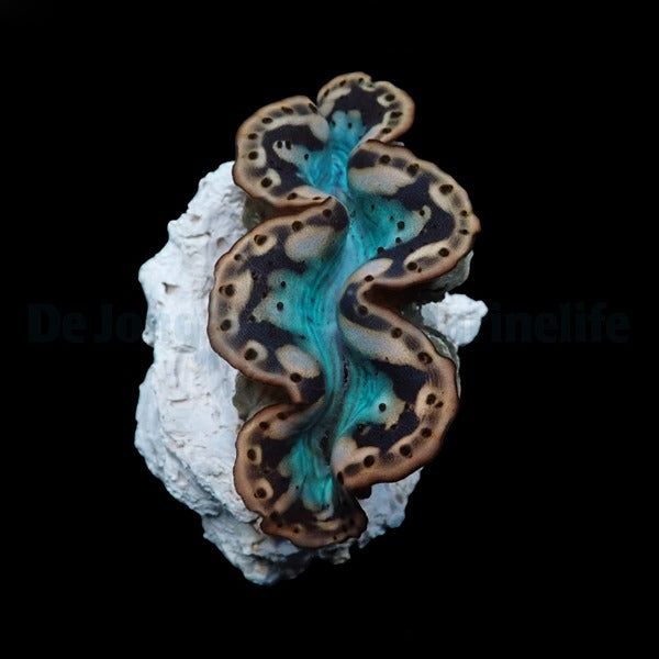 Tridacna maxima (Yellow-Gold) (11cm)