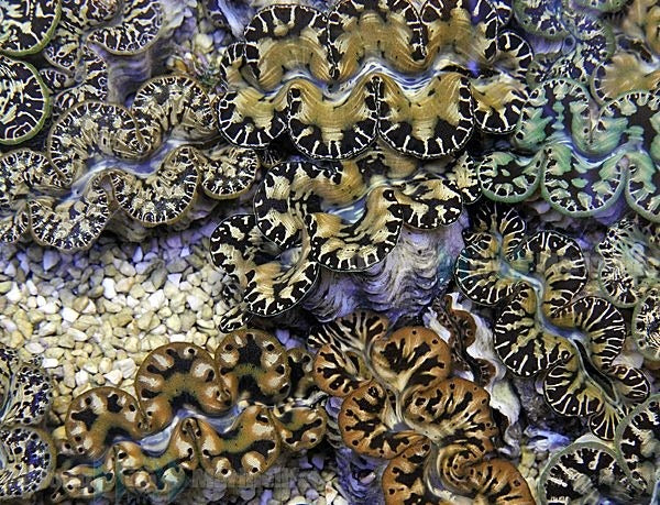 Tridacna maxima (Yellow-Gold) (9cm)