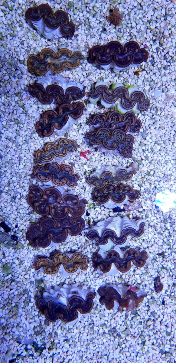 Tridacna maxima (Yellow-Gold) (14cm)