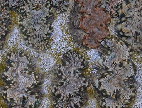 Tridacna squamosa (7cm)