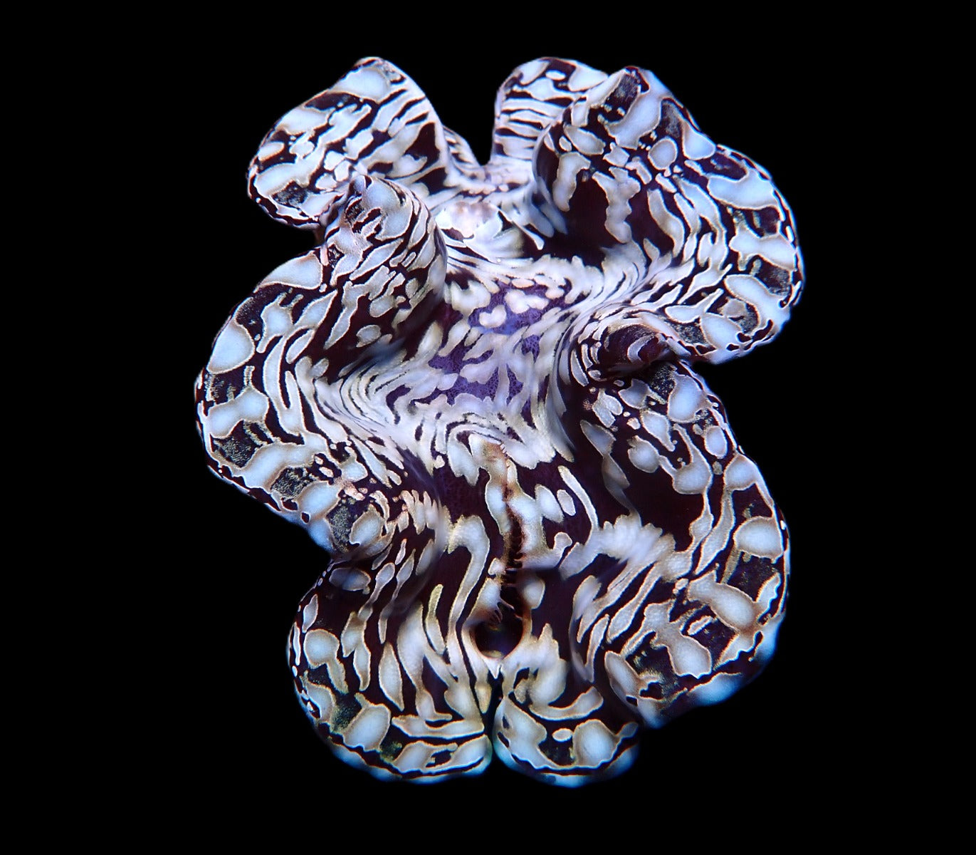 Tridacna squamosa (Assorted) (26-30cm)