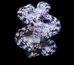 Tridacna squamosa (Assorted) (12-15cm)
